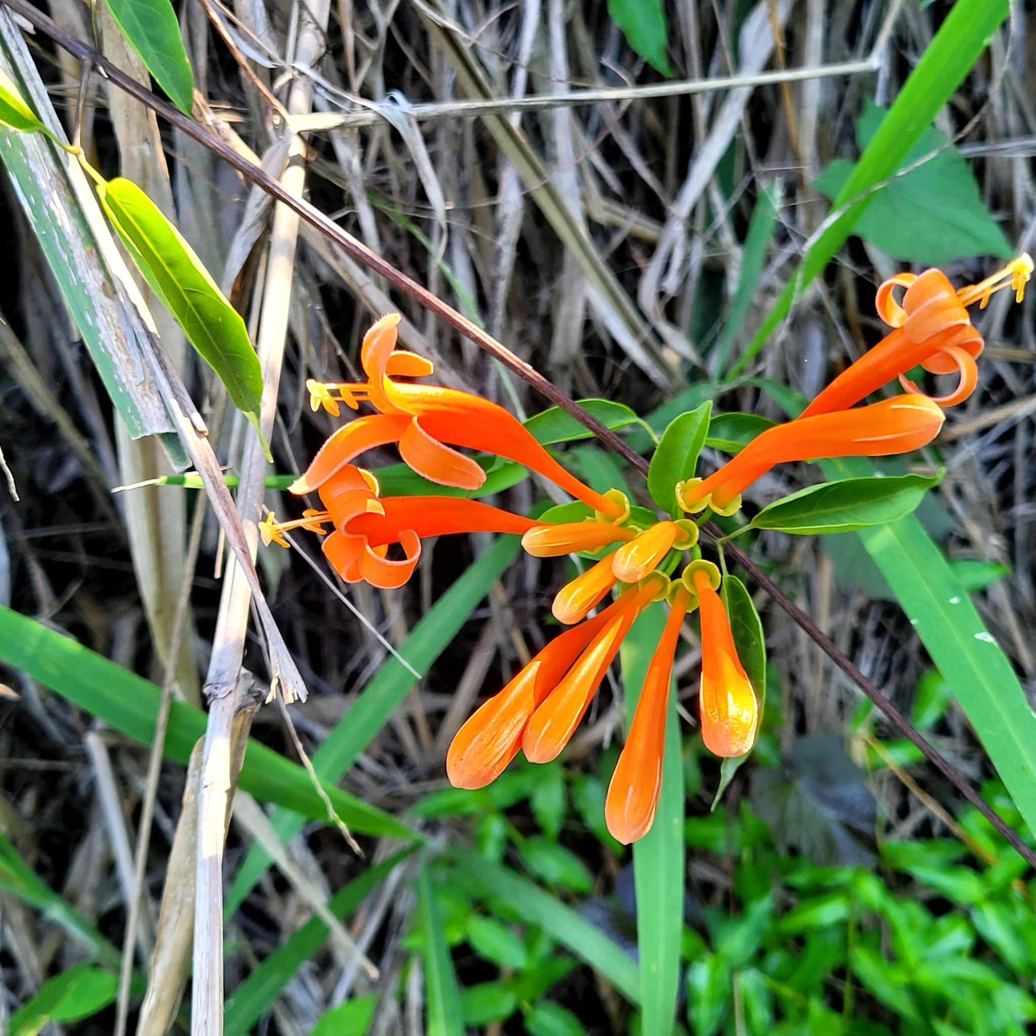 Pyrostegia venusta